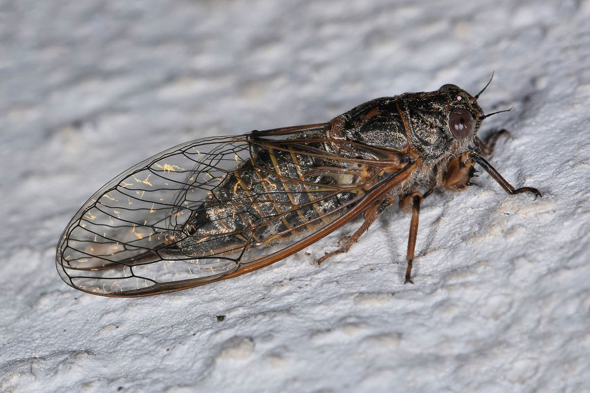 Cicadidae: Tettigettalna sp?